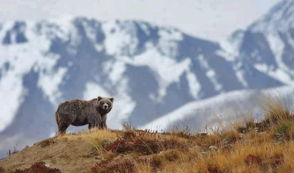 himalayan brown bear